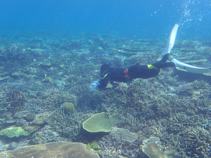Collecting seawater around corals