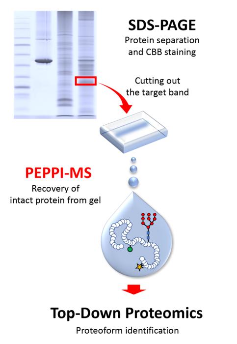 PEPPI-MS Workflow for Top-down/Middle-down proteomics