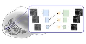 Image processing by the m-rBCR model