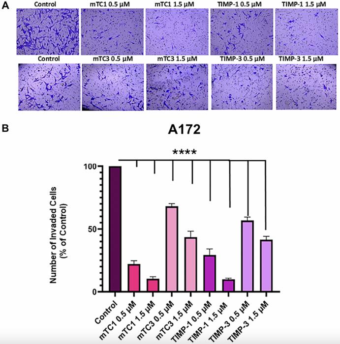 Effect of TIMPs and their minimally engineered variants in blocking invasion and migration of brain cancer cells