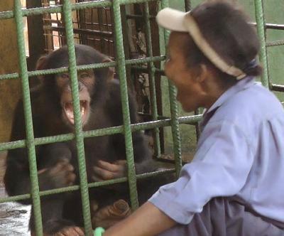A Chimpanzee Yawning at the Same Time as His Surrogate Mother