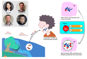 Researchers gain insights into how ultrasmall bacteria from the environment have adapted to live inside humans