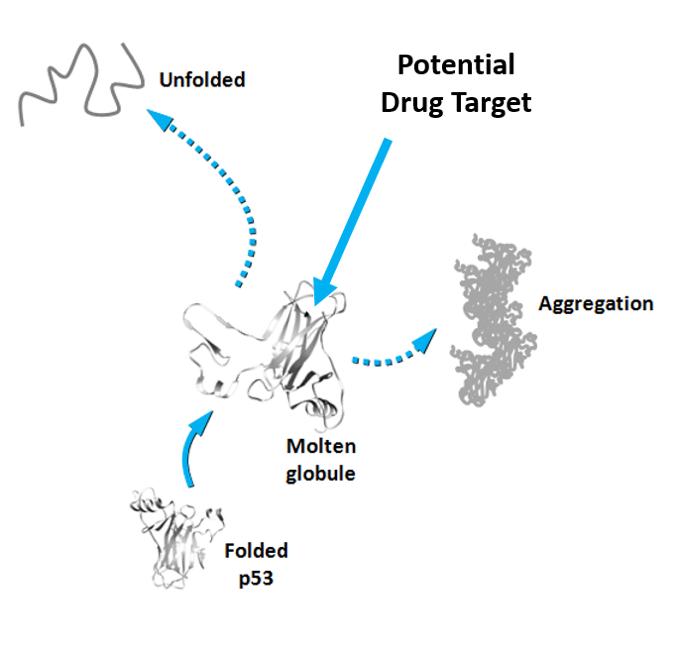 p53 Transient State Is a Potential Drug Target against Cancer