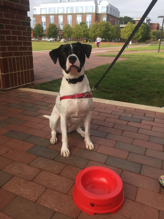 The studio mascot, Sally Star, at North Carolina State University College of Veterinary Medicine.