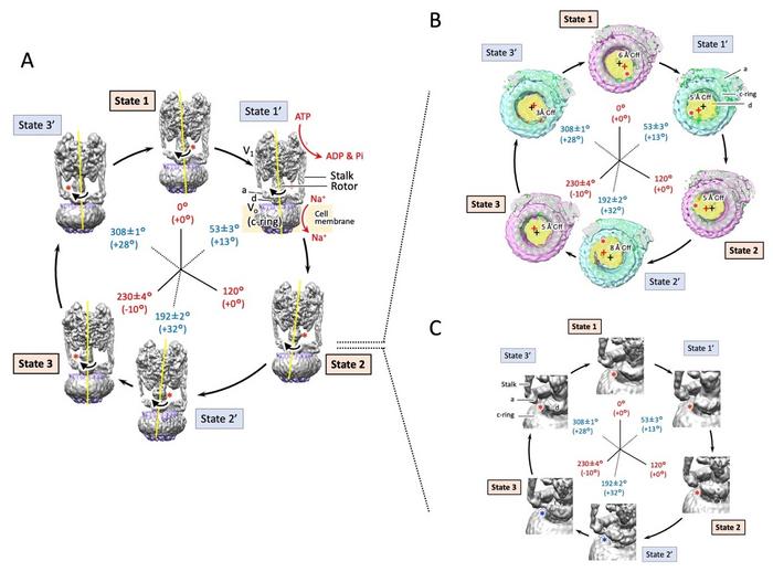 Figure 2. Six structures exhibited by EhV-ATPase.