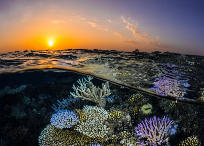 Northern Red Sea reefs resist bleaching in warming seas