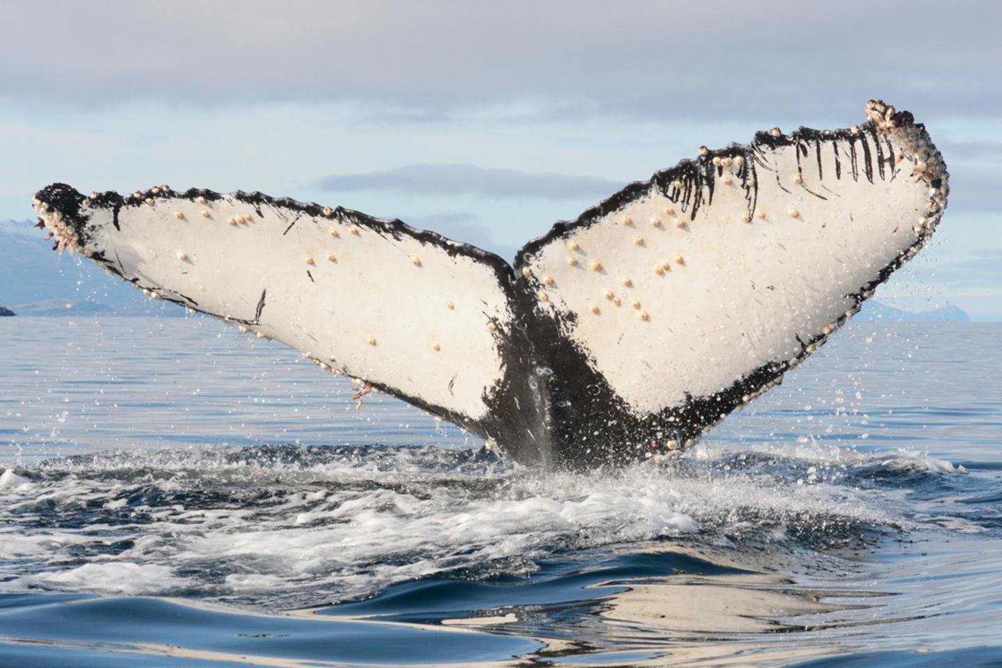 Humpback Tail Showing Orca Scars