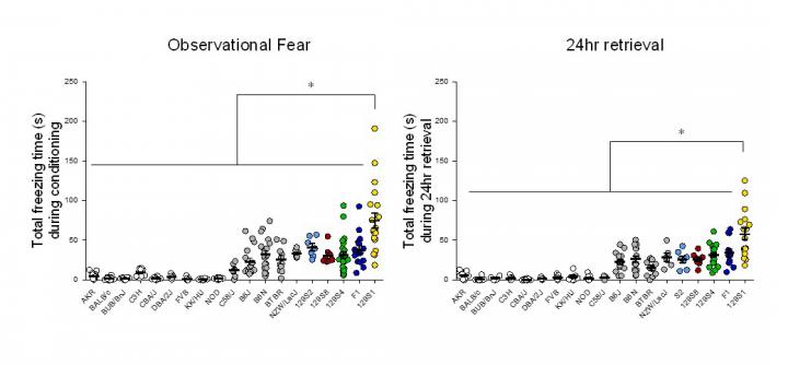 Figure 2: Comparison of Empathy-Driven Observational Fear in Different Mice Strains