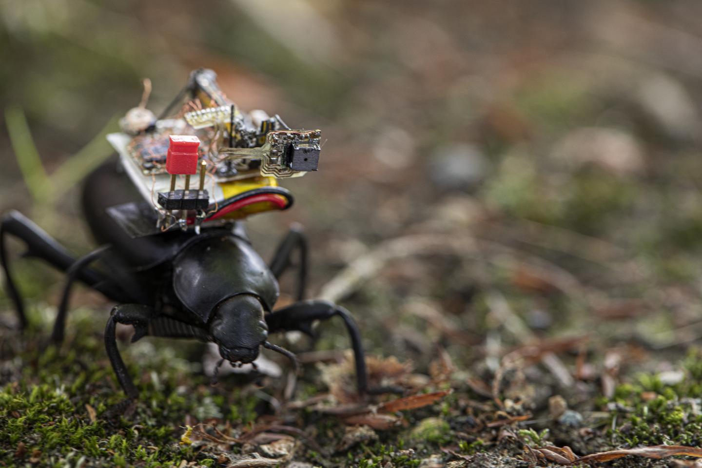 A tiny camera that can ride aboard an insect