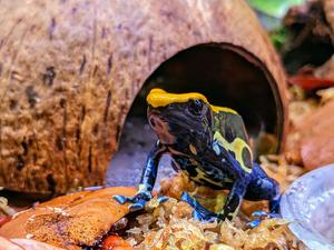 Poison frogs