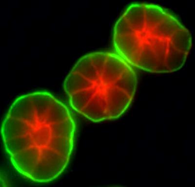 3-D Breast Cell Assay