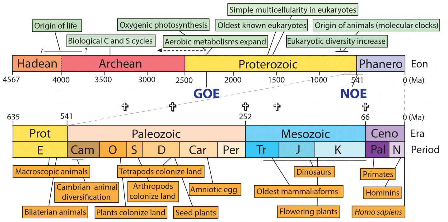 From Single Cells to <i>Homo Sapiens</i>: Refining the Timetable of Evolution (2 of 2)