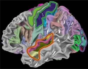 Brain areas