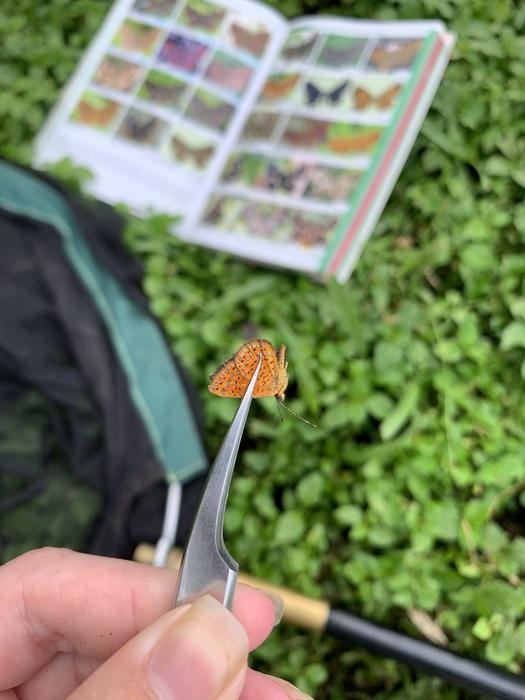 Esme Ashe-Jepson conducing fieldwork in Panama, with a butterfly from the Calephelis genus in the Riodinidae family.