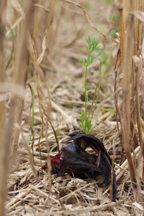 Killed bat under wind turbine