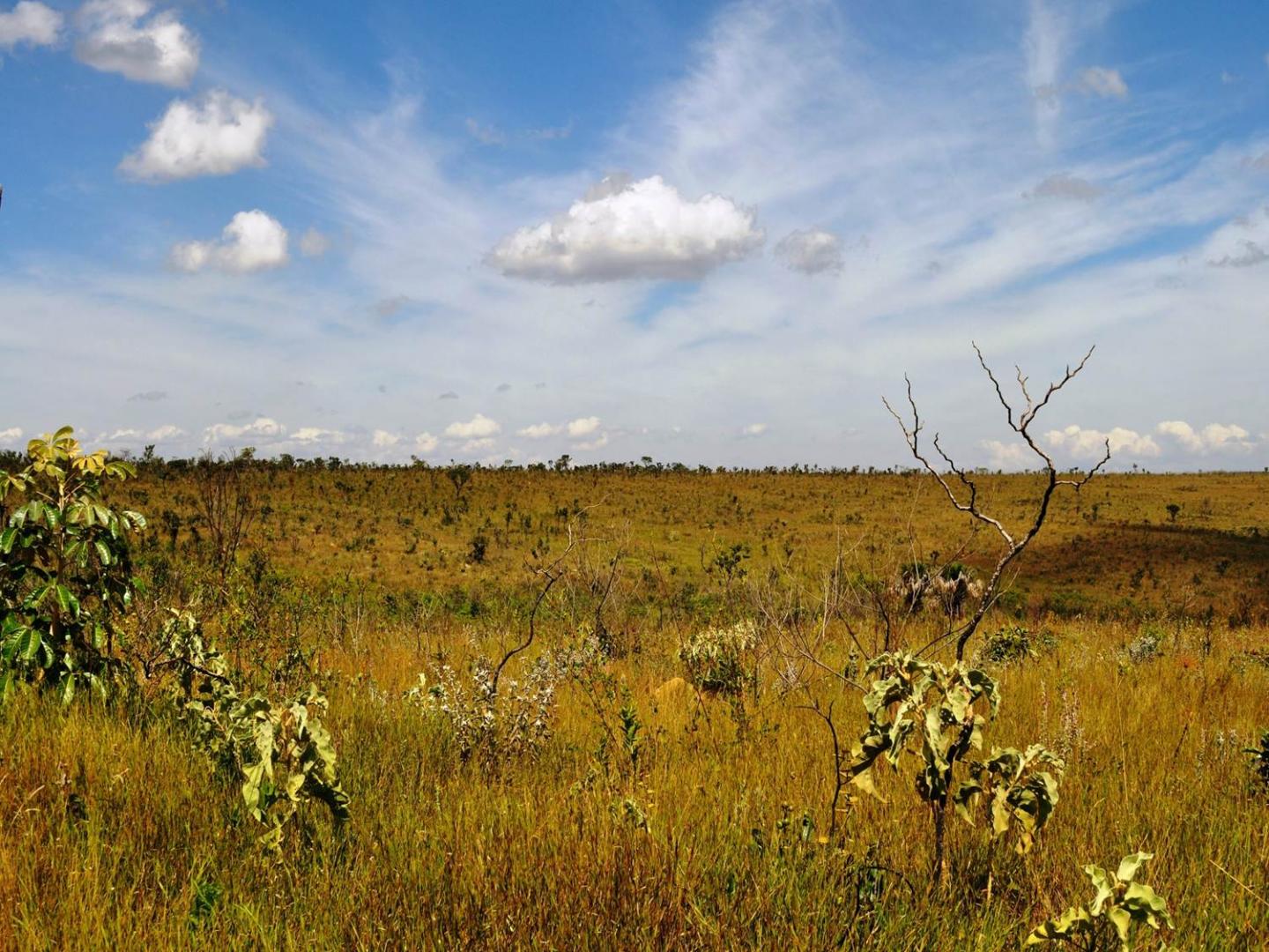 Brazilian Cerrado Forest/Grassland Ecosystem