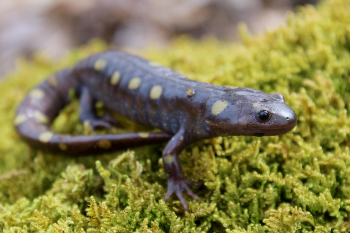 Spotted Salamander