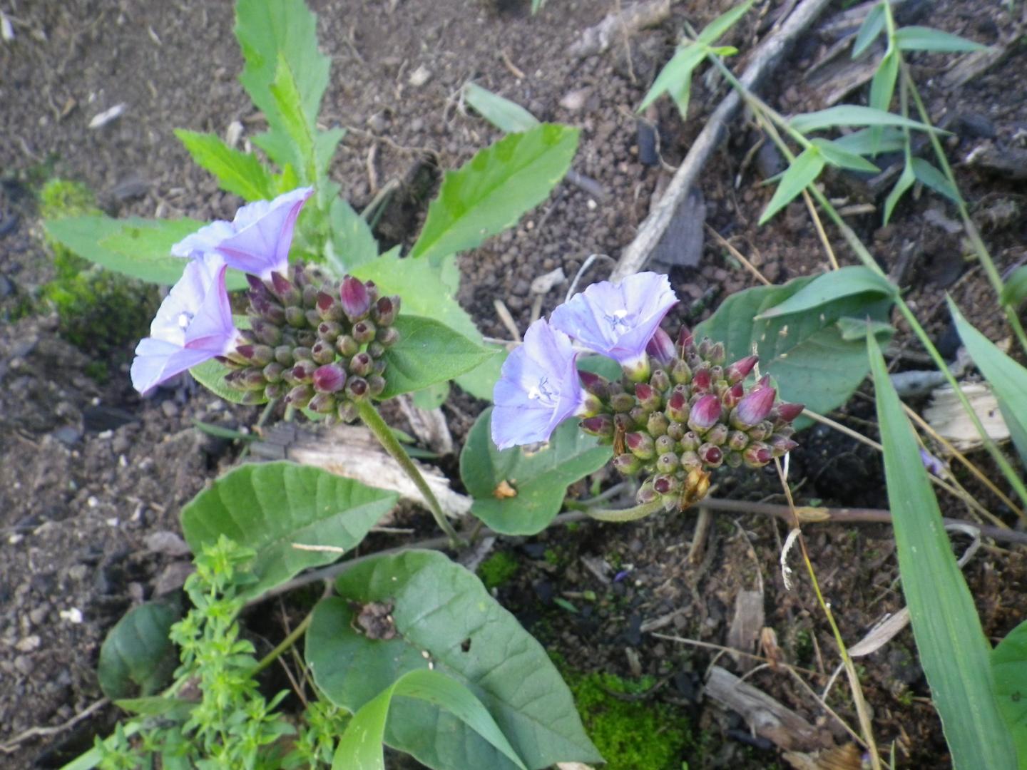 Jacquemontia boliviana