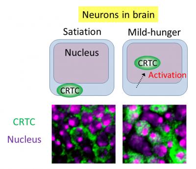 Starving Brains Kick Costly Memory To Survive | EurekAlert!