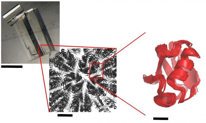 Revealing Protein Structures