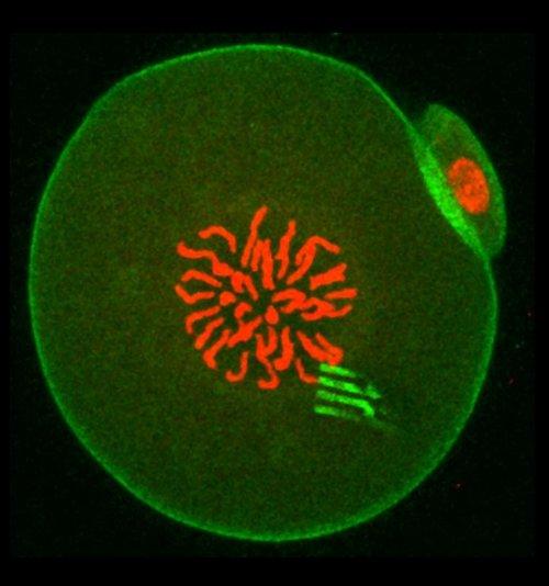 Fluorescence image of an early embryo containing a device