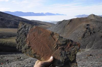A Fossil Trilobite from the Cambrian Sirius Passet Fossil Lagerstätte of North Greenland