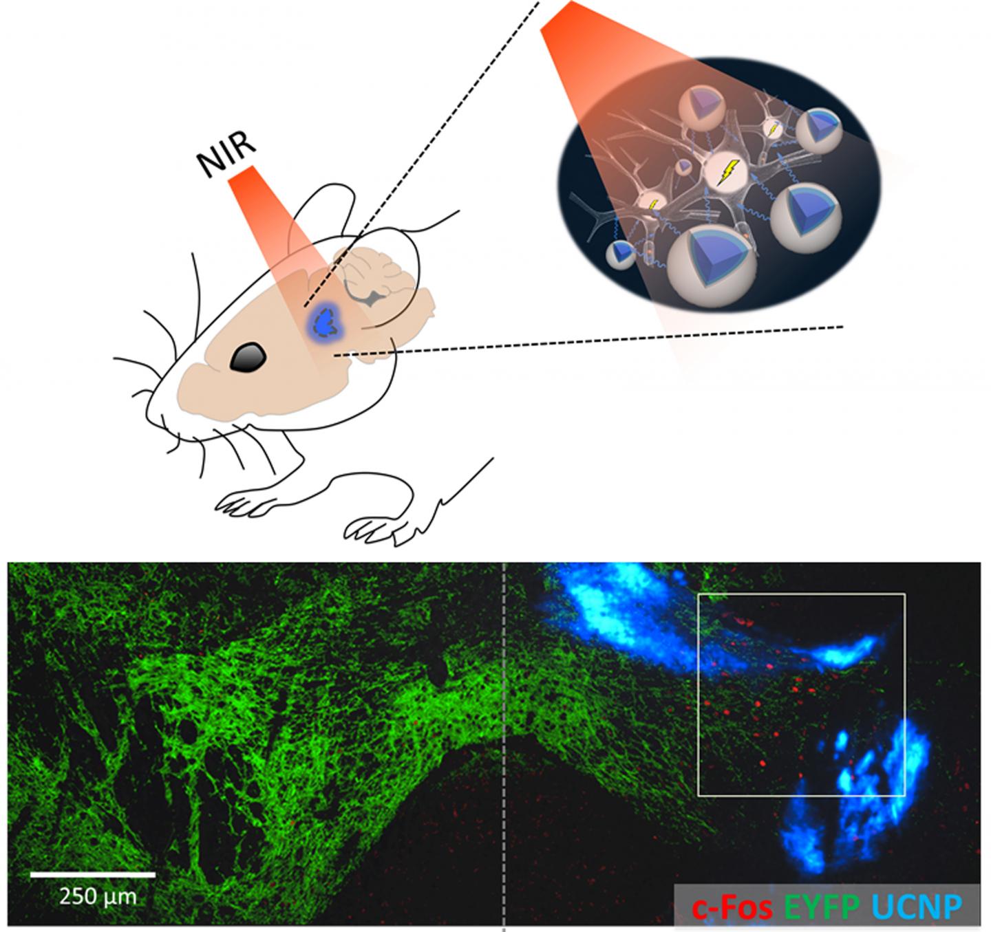 Ditch the Fibers: Manipulating Neurons With Optogenetics Noninvasively