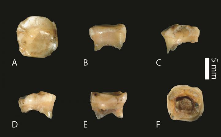 Molar from Fourth Denisovan Extends "Meager" Fossil Record (1 of 3)