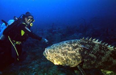 Goliath Grouper