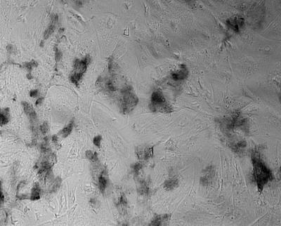 Nanotubes Interact with Rat Cells