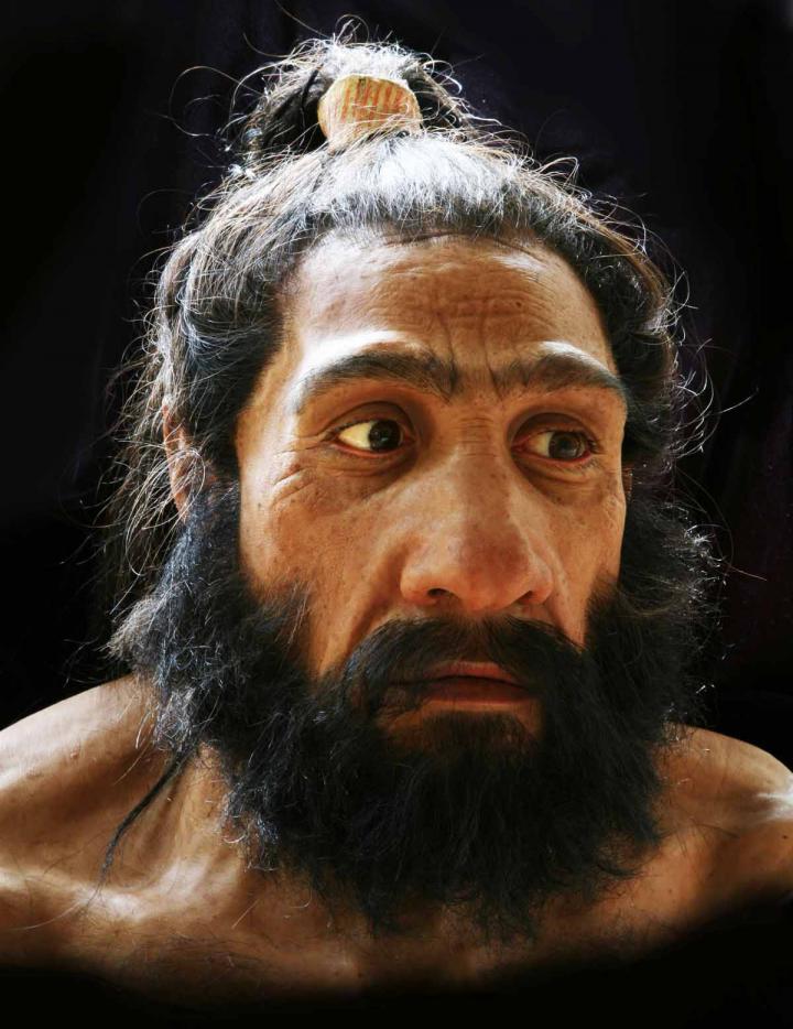 <i>Homo neanderthalensis</i>