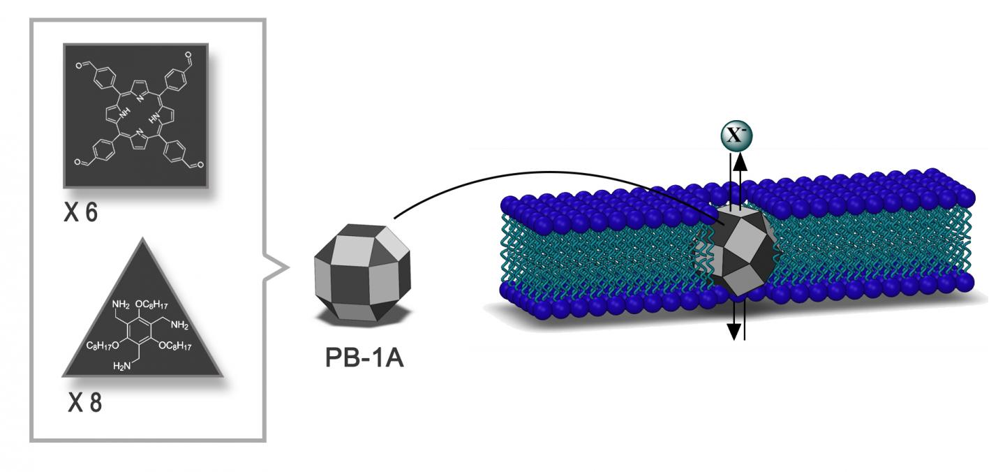 3-D Structure of the Synthetic Iodide-Transporter PB-1A Developed by IBS Researchers