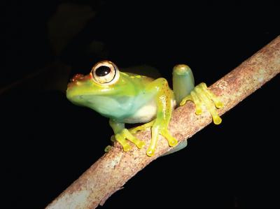 <I>Boophis ankarafensis</I>