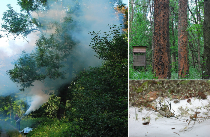 Fogging Canopies