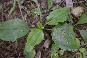 Plantago