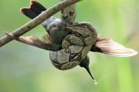 Snake Eating Hummingbird