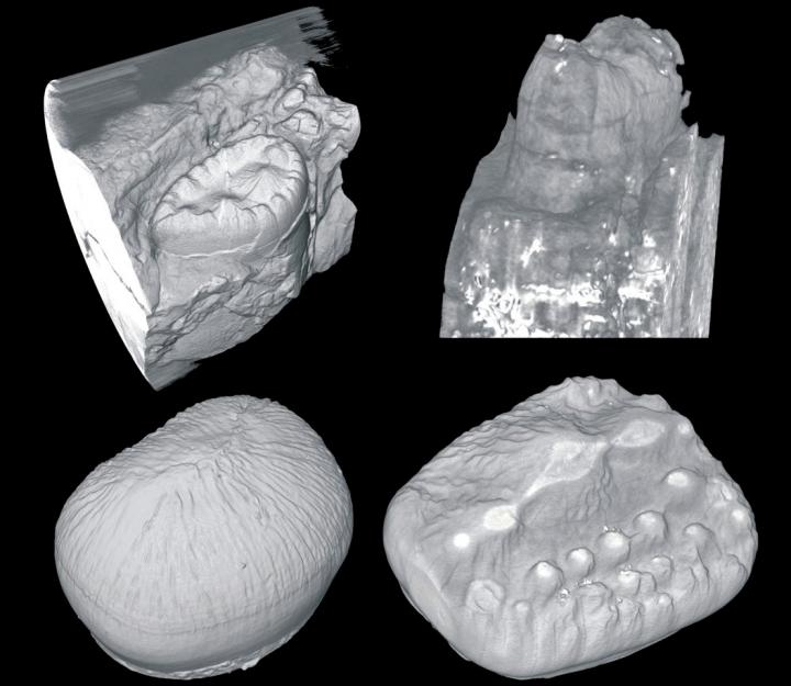 Fossilized Crocodile Teeth