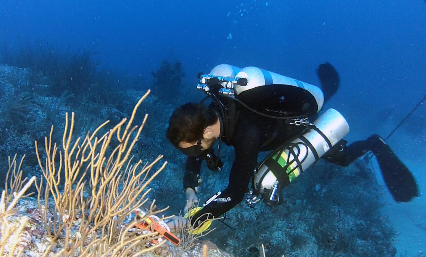 Deep Coral Reefs Are Not Universal Lifeline f | EurekAlert!