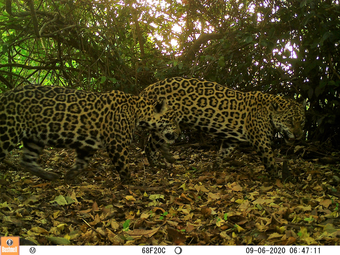 Jaguars in Amazon