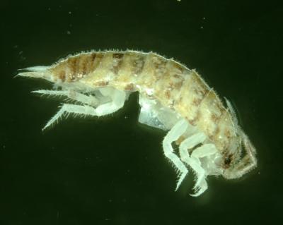 New Woodlice Species