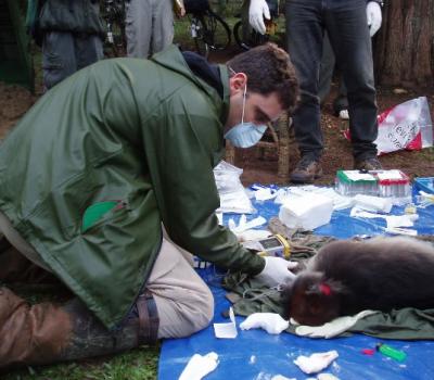 E. coli Bacteria Migrating Between Humans, Chimps in Ugandan Park