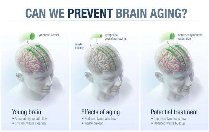 Brain Discovery Could Block Aging's Terrible Toll on the Mind
