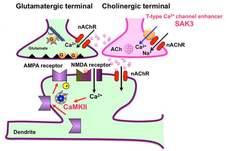 New Drug SAK3 May Offer Hope to Alzheimer's Disease Patients