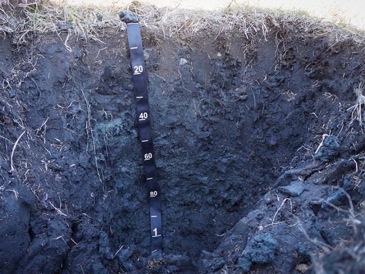 Vaughan soil pit face