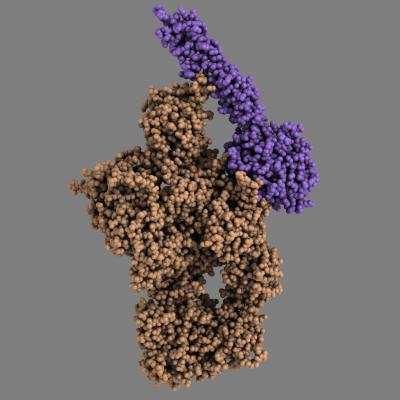 Atomic Model of the Complement Protein C4 (Brown) Trapped in the Complex with the Protein-Degrading 