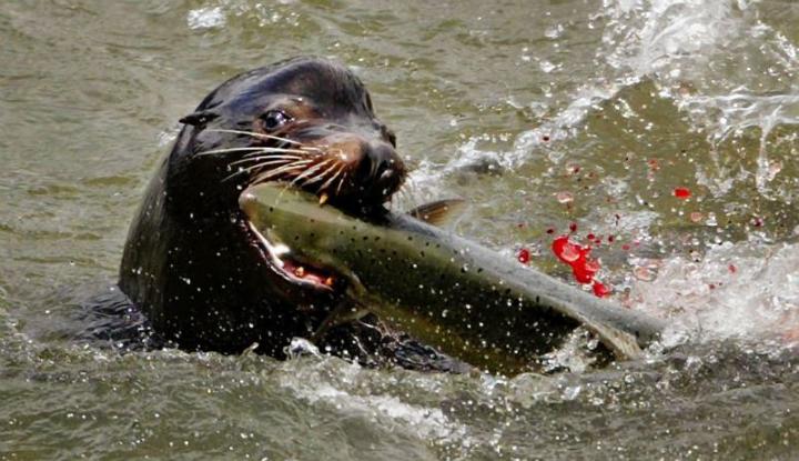 Sea lion and salmon