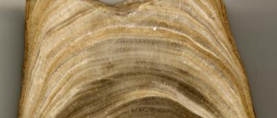 A Slice through a Tropical Stalagmite