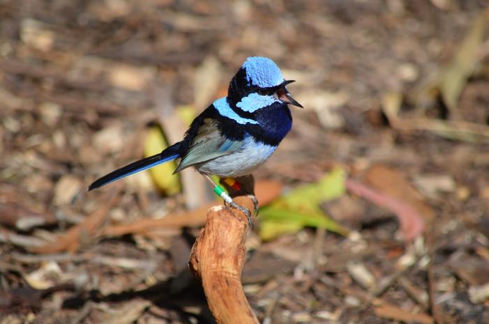 male fairy-wren
