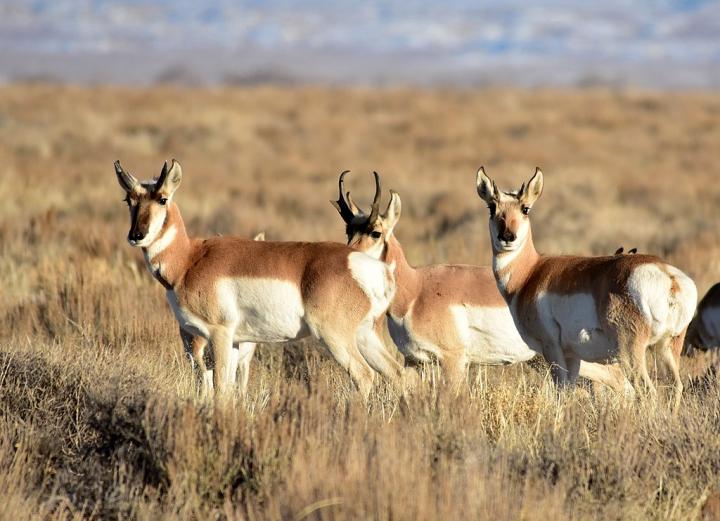 Pronghorns on Seedskadee National Wildlife Refuge