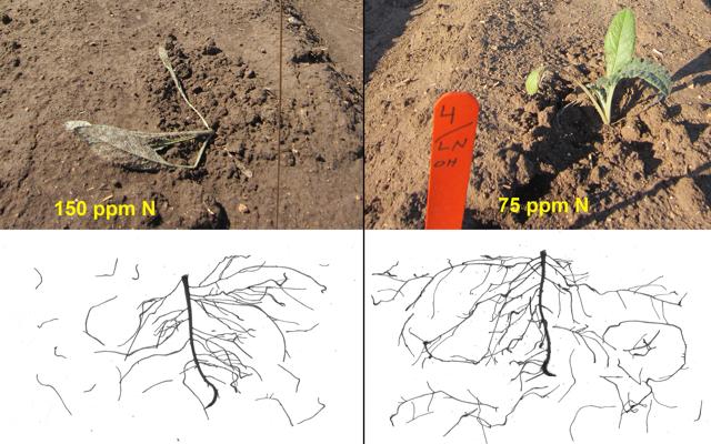 Improving Artichoke Root Development, Transplant Quality
